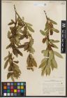 Foto von Salix serissima (L. H. Bailey) Fern.